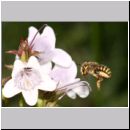 Anthidium manicatum - Grosse Wollbiene w14 10mm.jpg